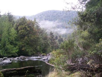 photo: forest - Weld River